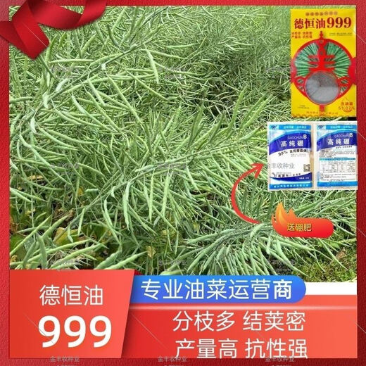 Гибридные высокоурожайные семена рапса Ван Юаньсин с короткими стеблями, морозостойкостью, устойчивостью к полеганию и раннеспелым маслом с высоким выходом масла. Deheng Oil 999 Рапсовое масло Deheng Oil 999 (две коробки) поставляется с пакетом 100 г борных удобрений.