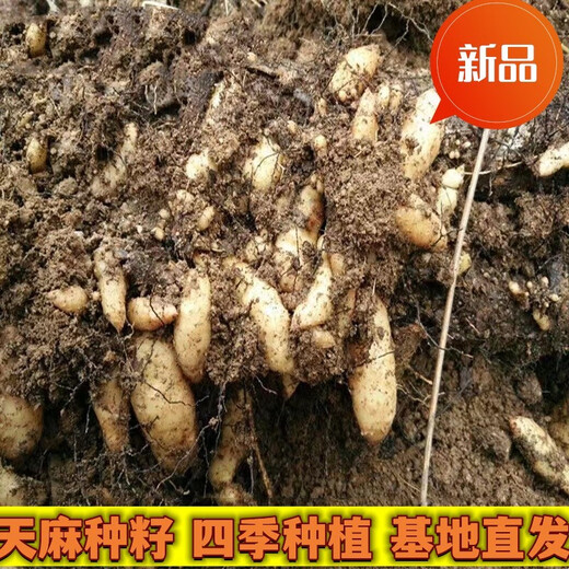 Gastrodia seeds 0th generation Gastrodia 1st generation Gastrodia seedlings Gastrodia seeds for four seasons planting in the ground potted plants Gastrodia granular seeds 100 grains + rooting fertilizer