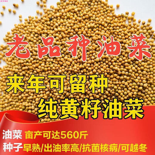 Old varieties of pure butter rapeseed, high-yielding rapeseed Huayou 88 yellow rapeseed, extra early maturing, ultra-dwarf stems, cold-resistant and lodging-resistant, 2 taels of pure butter rapeseed (for small vegetable gardens)