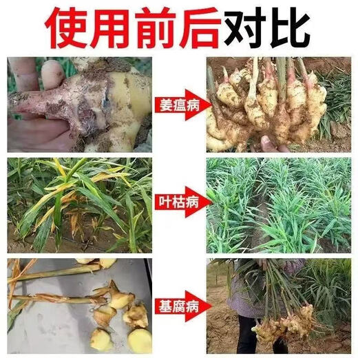 Soil bacteria clear agricultural genuine soil-borne diseases special rapid disinfection, sterilization and resistance to repeated cropping microbial fertilizer 2 bags, early use, early harvest, early harvest