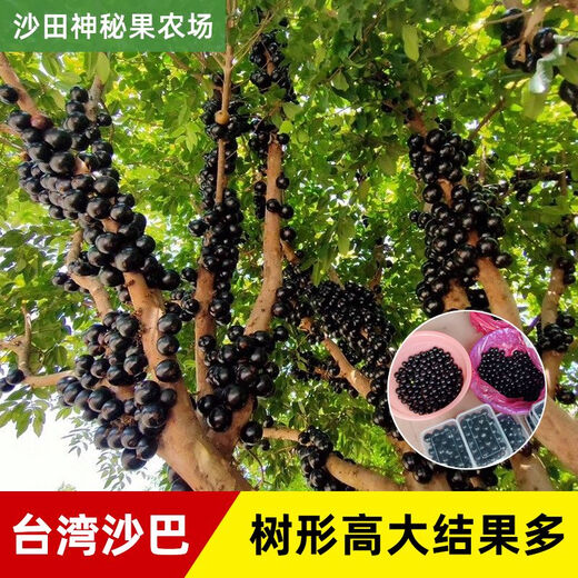 嘉宝果苗沙巴嘉宝果苗树葡萄果树苗带土带叶东莞13年老店 6年半苗沙巴6167 141cm(含)-170cm(含)