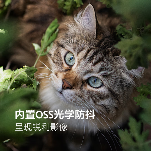 Sony (SONY) E 50mm F1.8 OSS APS-C format fixed focus lens SEL50F18 silver