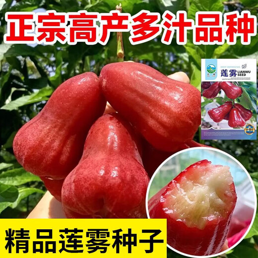 Lotus mist seeds. Lotus mist seeds are sown in all seasons. Balcony potted plants are planted in small yards. Simple and high-yielding fruit seeds. Super sweet mist lotus seeds. Fruits explode every year. Only good seeds are sold. 2025 new seeds. About 105 seeds.