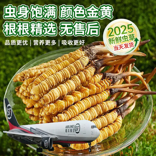 618 Super Easter Egg Fresh Cordyceps 2025 First Period Cordyceps Authentic Leader High Altitude Gift Authentic Fresh Cordyceps Festival 0.6-0.7g/root 50 Fresh Cordyceps