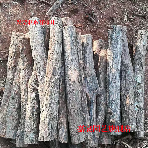 Champagne trunk underwater forest ornaments, pure natural water and land tank, rainforest tank, landscaping, climbing pet turtle terrace, 1-2 cm in diameter and 20 cm long.