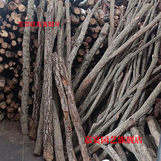 Champagne trunk underwater forest ornaments, pure natural water and land tank, rainforest tank, landscaping, climbing pet turtle terrace, 1-2 cm in diameter and 20 cm long.