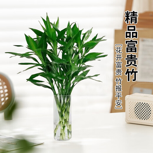 Jingyunmeng Lucky Bamboo office potted transfer bamboo green plants home flowers balcony rootless bottle source straight hair