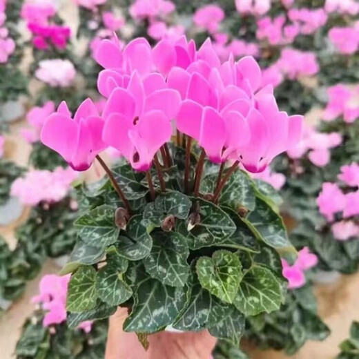Store best-selling double-petaled cyclamen seeds cyclamen potted seeds New Year's Eve flower seeds balcony seasons cyclamen flower seeds following 15 colors mixed high-quality seeds 1 pack about 105 seeds + germination rate