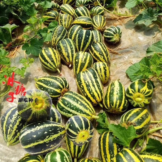 Bingtangzi melon, tooth-dropping melon seeds, cantaloupe seeds, four seasons garden spring and autumn fruits and vegetables, melon seeds G Bingtangzi melon 2 packs + free fertilizer