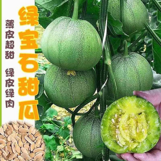 Tianfen Emerald Melon Seed Seedlings Super Sweet Thin Skin Cantaloupe Seeds Green Skin Four Seasons Balcony Vegetables and Fruits 2 Packs (200 New Seasonal Seeds) Super Sweet Emerald Sweet