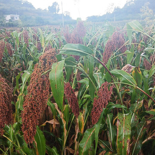 Красный клейкий рис, липкие семена ревеня, метлы, семена проса, семена проса в оболочке, клейкий рис, мягкий рис, рисовые клецки, весеннее, красное просо/50г, красный липкий рис 1 пакетик