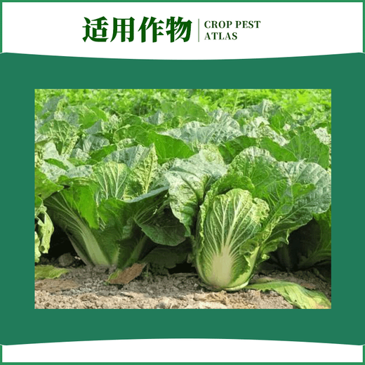 Zhongxun Zhongxun Zhongxun Zhitiao 8% Aminobutanol Chinese Cabbage Growth Regulator Soluble Powder Growth Regulator 500g