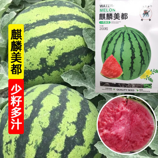 Kirin Meidu watermelon seeds with thin skin, crack-resistant, few seeds, super sweet and crispy 8424 round watermelon Meidu watermelon seeds, 200 pieces original Kirin Meidu 3 bags