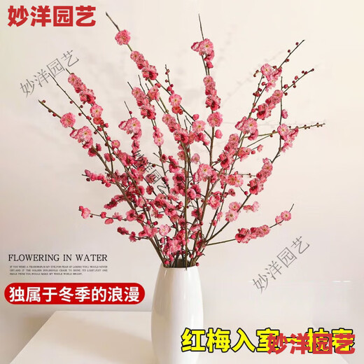 Hydroponic flowering, hydroponic fresh-cut red plum blossoms, indoor fragrant cold-resistant flowers, bloom when exposed to water, peach branches New Year's Eve flowers, fresh-cut red plum blossoms, long flowering period, with buds + #Buy 10 plus 10 (received 20) full bloom