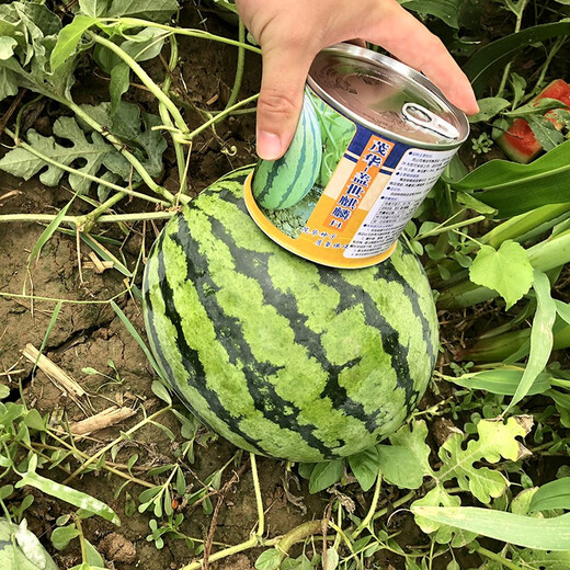 Zhongke Maohua Fruit Seeds Unparalleled Kirin Watermelon Seeds Anti-crack Jingxin 8424 Watermelon Seeds Thin Skin Red Flesh Unparalleled Kirin 10g/bag (about 160 pieces) Disassembled and packed