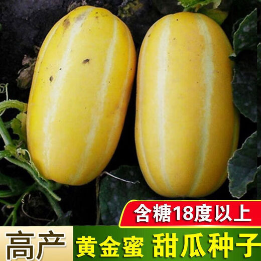 Golden dense melon seeds, melon dense seeds, Golden Road fruits, early maturing, high yield, disease resistance, extra large spring melon fruit seeds, golden dense seeds/pack, about 100 seeds, 1 pack
