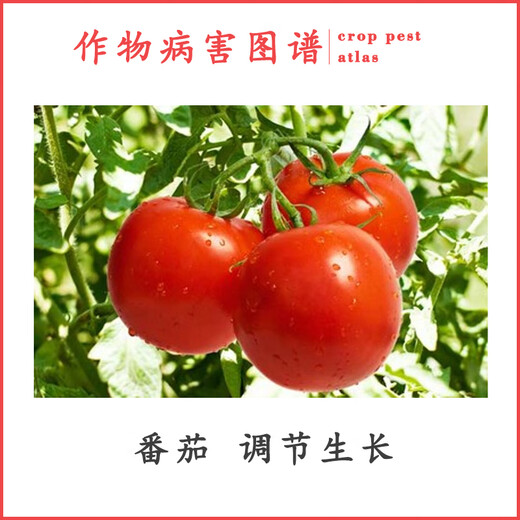 Jianpai Quanjiaxing 1.8% sodium nitrophenolate aqueous solution tomato tomato growth regulator pesticide plant growth regulator 500g
