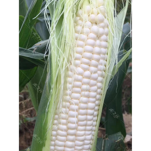Молочные фрукты, семена кукурузы, клейкие семена риса, белая сладкая хлопающая мякоть, сладкая весна, лето, осень, четыре сезона, личинки кукурузы, сладкая 488, каменный сахар, хлопающая мякоть, семена кукурузы из молока, 100 г оригинал