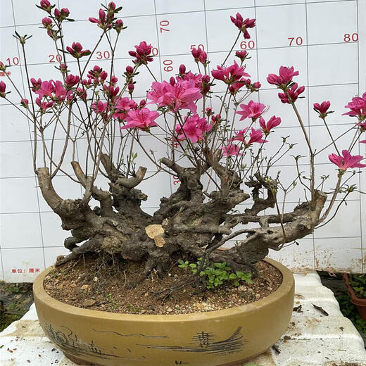 
Premium and precious tree species, Yingshanhong bonsai smoke, purple and red flowers, flowers first, then leaves variety, National Flag Red Rhododendron potted plant 12185, not including pots