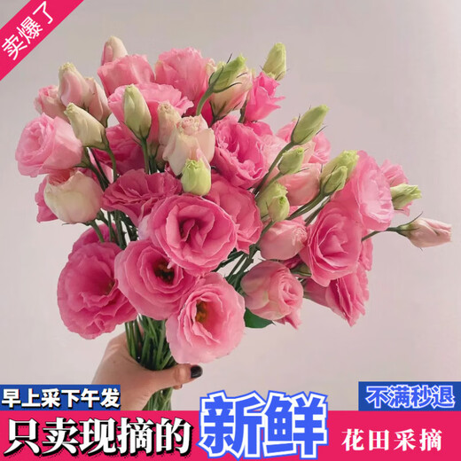 Kunming Lisianthus flower base direct hair indoor living room flower arrangement water for home bouquet gifts Yunnan direct batch random color Lisianthus + free grass 1 to 3 flowers with buds (no grass and preservative
