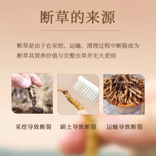 Cordyceps sinensis broken grass authentic fine snow-capped mountain plateau cordyceps 2025 first period big broken grass self-eating nourishment Selected Tibet Nagqu big broken grass 20g pack