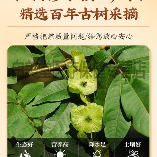 Beijing Tongrentang Offizieller Store Flaggschiff Qingqianliu-Tee Wilde chinesische Kräutermedizin Jiangxi Xiushui Maulbeerblätter Maisseide-Gesundheitstee Authentischer Qingqianliu-Sondergrad Die zweite Dose ist zum halben Preis erhältlich, insgesamt 2 Dosen mit jungen Blättern alter Bäume