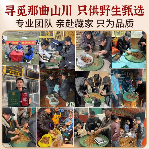 东仔【西藏那曲】野生冬虫夏草高海拔野生虫草断草滋补品礼盒送长辈 【西藏那曲野生】小号断草-自用滋补 5克（礼盒装）