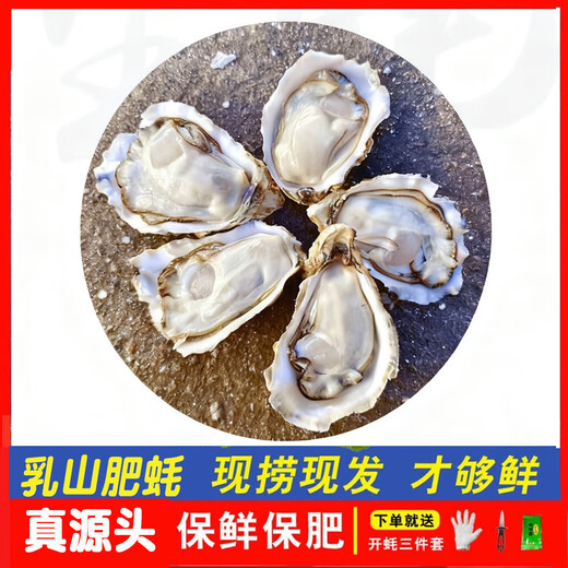 Fresh Rushan oysters, fresh and authentic Rushan oysters, 5 Jin Jin equals 0.5 kg box/10 Jin Jin equals 0.5 kg box 4XL large oysters (17-28 pieces per box) with box 10 Jin Jin equals 0.5 kg