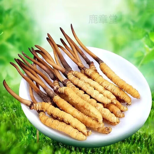 
Gift box Cordyceps sinensis gift box Cordyceps 2 1 gram dry goods Cordyceps gift nourishing quality gift box Nagqu diamond grade Cordyceps 100 pieces 2 1 gram