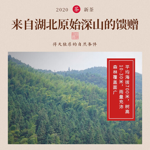 Qingqianliu Tee Nicht-wilde zarte Sprossenblatt-Tee-Niederschlagdruck niedriger Fett mit niedrigem Bluthochdruck kann für Burdock verwendet werden