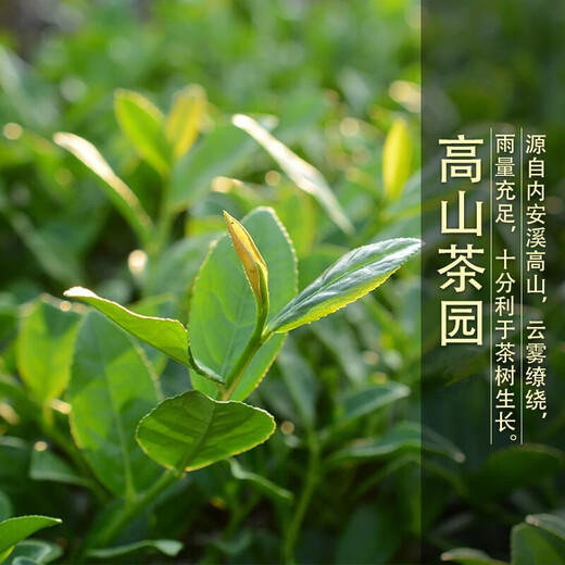 Zhonggu Imperial Tea Oolong Tea Tieguanyin Neuer Tee Spezial Alpine Oolong Tea Orchid-duftendem Tee [Selbst trinken kann] Tieguanyin 150g