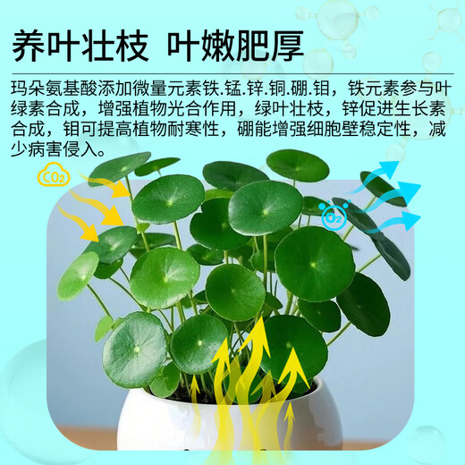 Kanamadu amino acid water-soluble fertilizer for flowers, green plants, succulent roots, strong roots, nourishing leaves, flower promotion, foliage fertilizer, household 1 bottle of 500g amino acid, upgraded pack