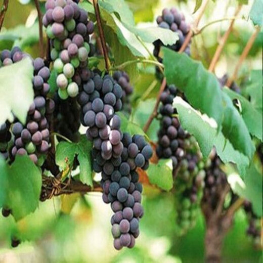 Mountain grape seed seedlings Northeast mountain wild fruit garden potted North and South seasons easy-to-live Beida seedlings wine making raw materials 200 seeds 20-30 cm
