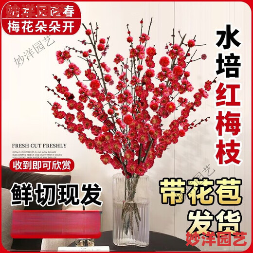 Hydroponic flowering, hydroponic fresh-cut red plum blossoms, indoor fragrant cold-resistant flowers, bloom when exposed to water, peach branches New Year's Eve flowers, fresh-cut red plum blossoms, long flowering period, with buds + #Buy 10 plus 10 (received 20) full bloom