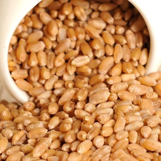 Wheat grains with skin 5Jin Jin is equal to 0.5kg Edible flour grinding medicine to induce maltose Germinated grass seeds Juicing and winemaking Cat grass 2025 new wheat 10Jin Jin is equal to 0.5kg (can be germinated and ground)