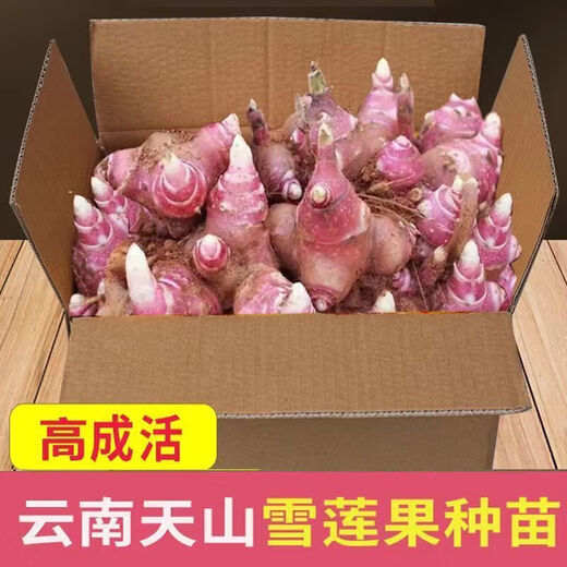 Yunnan yacon seeds are dug fresh red heart and yellow heart seedlings and bulbs are directly harvested from the fresh base. 3 Jin Jin is equal to 0.5 kg | Red heart yacon super sweet