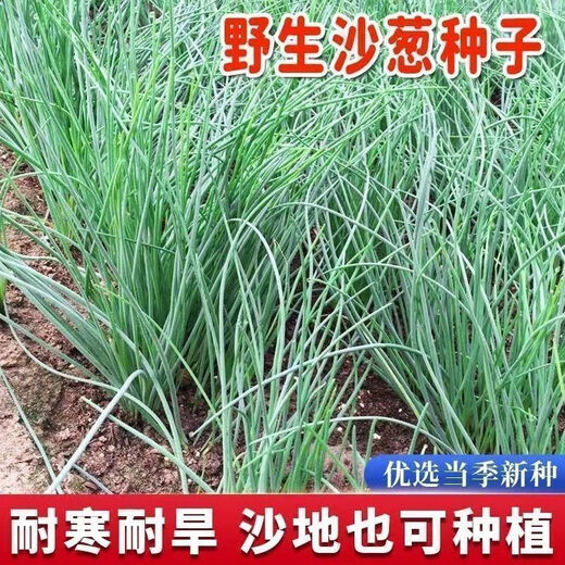 Original cold-resistant and drought-resistant wild onion seeds, wild onion seeds, Inner Mongolia balcony four-season onion seeds, wild onion seeds, new seeds this year, 2 packs of about 2,000 seeds