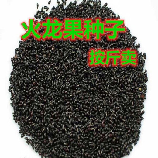 Laidong Red Skin Pitaya Fruit Seeds White Dragon Fruit Seeds Green Dragon Fruit Red Dragon Fruit Fruit Seeds Potted Red Skin Red Flesh Dragon Fruit Seeds 500 capsules