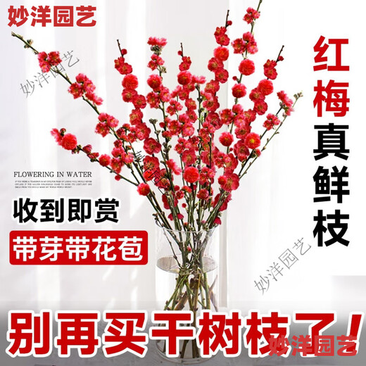 Hydroponic flowering, hydroponic fresh-cut red plum blossoms, indoor fragrant cold-resistant flowers, bloom when exposed to water, peach branches New Year's Eve flowers, fresh-cut red plum blossoms, long flowering period, with buds + #Buy 10 plus 10 (received 20) full bloom