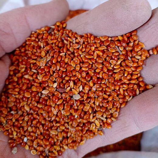 Красный клейкий рис, липкие семена ревеня, метлы, семена проса, семена проса в оболочке, клейкий рис, мягкий рис, рисовые клецки, весеннее, красное просо/50г, красный липкий рис 1 пакетик