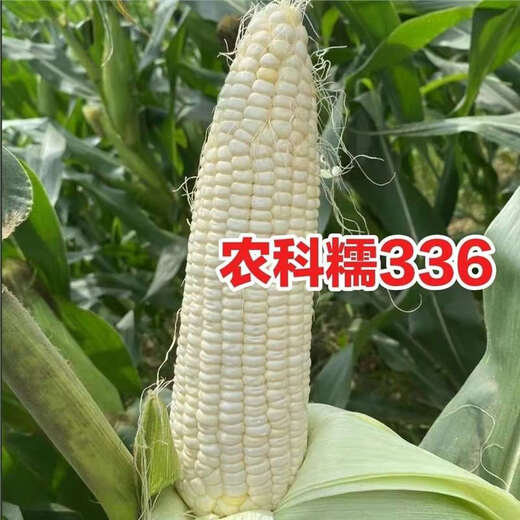 Nongkeyu Nongkenuo 336 waxy corn seeds, high yield, early maturity, spring sowing, sweet and waxy, good taste, white waxy corn Nongkenuo 336, original 200g, 1 bag
