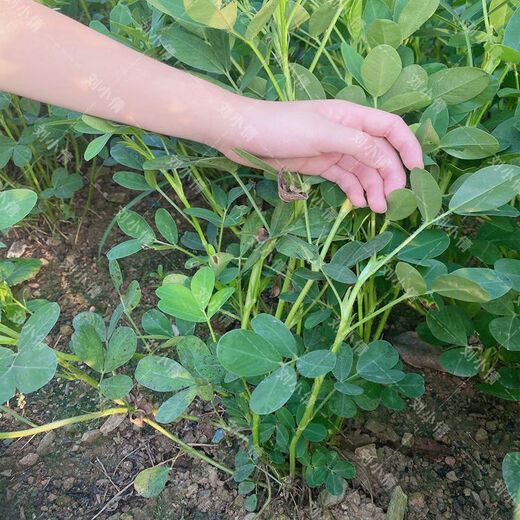 Peanut seed original seed Academy of Agricultural Sciences new variety shelled peanut thin shell large peanut seed high yield short stalk Luhua No. 8 shelled original seed hand-selected 2500 grams (five Jin Jin is equal to 0.5 kilograms)