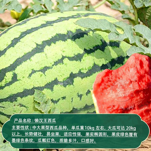 Dayu Lazy Man Watermelon Seed Seedlings Extra Large Suitable for Early Maturing Lazy People in the South 8424 Kirin Melon Meidu Seedless Fruits and Vegetables Lazy Man King Watermelon Seeds 50 capsules