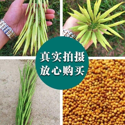 Old varieties of pure butter rapeseed, high-yielding rapeseed Huayou 88 yellow rapeseed, extra early maturing, ultra-dwarf stems, cold-resistant and lodging-resistant, 2 taels of pure butter rapeseed (for small vegetable gardens)