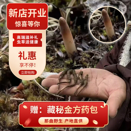 观采归西藏那曲野生冬虫夏草鲜虫草补品送长辈老年人营养礼盒礼品实用 野生头茬鲜草约0.6g/根 100根