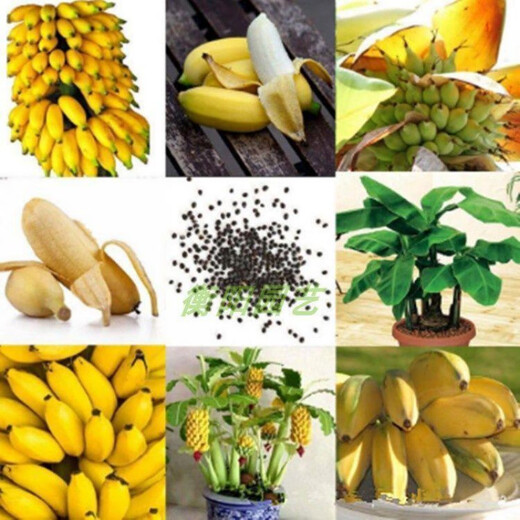 Dwarf Banana Tree Seeds Mini Banana Seeds 100PCS Rare Mini Fruit Exotic Garden Plants Mini Banana Seeds 200pcs