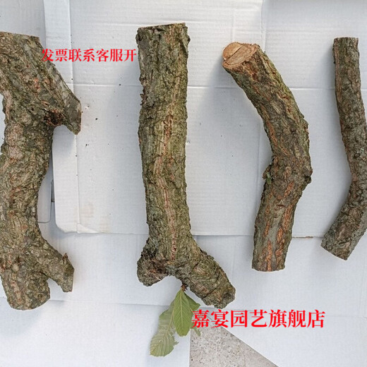 Champagne trunk underwater forest ornaments, pure natural water and land tank, rainforest tank, landscaping, climbing pet turtle terrace, 1-2 cm in diameter and 20 cm long.