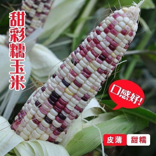 National Approval Super Sweet Colorful Waxy Corn Seeds Flowery Waxy Corn Seeds Colorful Cloud Sweet Waxy Corn Farmers High Yield National Approval Colorful Waxy Corn Seeds 1 Pack About 50 Grains