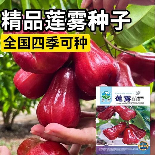 Lotus mist seeds. Lotus mist seeds are sown in all seasons. Balcony potted plants are planted in small yards. Simple and high-yielding fruit seeds. Super sweet mist lotus seeds. Fruits explode every year. Only good seeds are sold. 2025 new seeds. About 105 seeds.