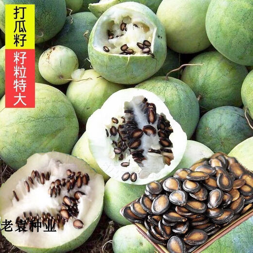 Big melon seeds, black watermelon seeds, watermelon seeds, spring and summer fruit seeds, 500g of seeds